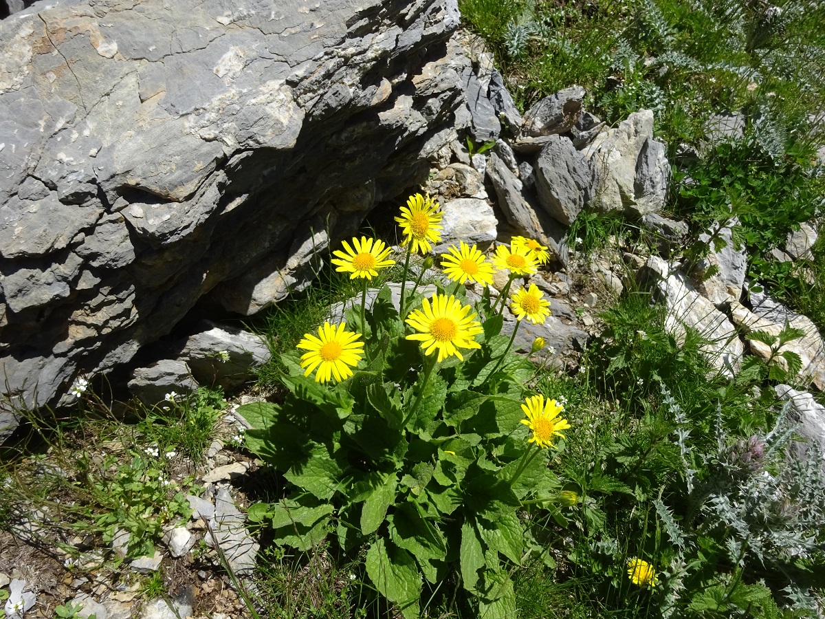Doronicum grandiflorum (Asteraceae)